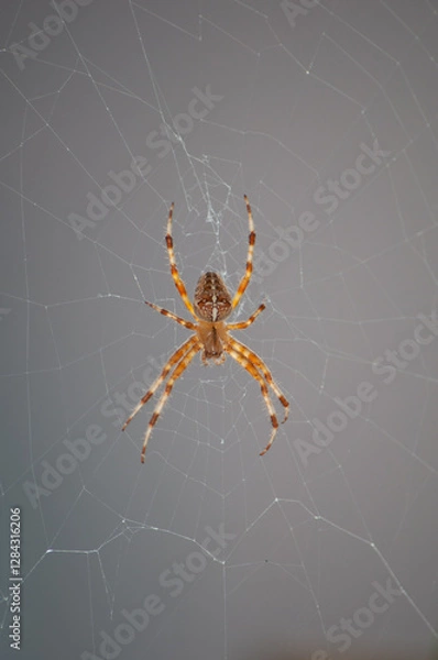Obraz Kreuzspinne im Netz