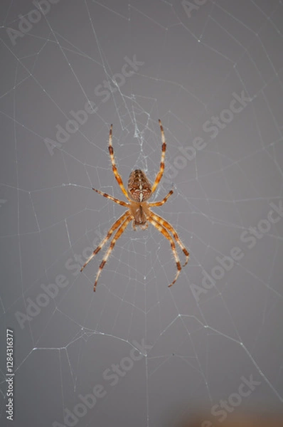 Fototapeta Kreuzspinne im Netz
