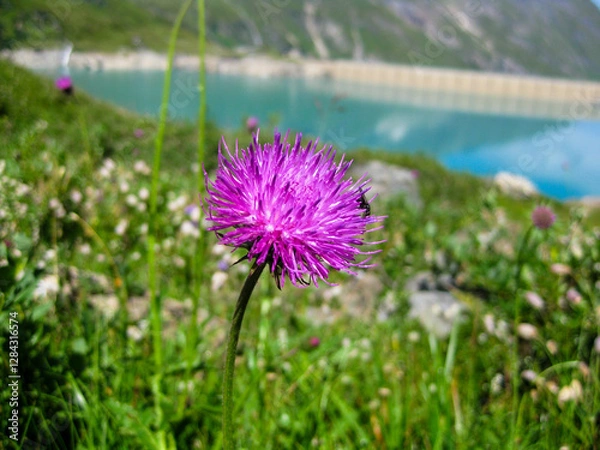 Obraz violette Blume über einem Staudsee