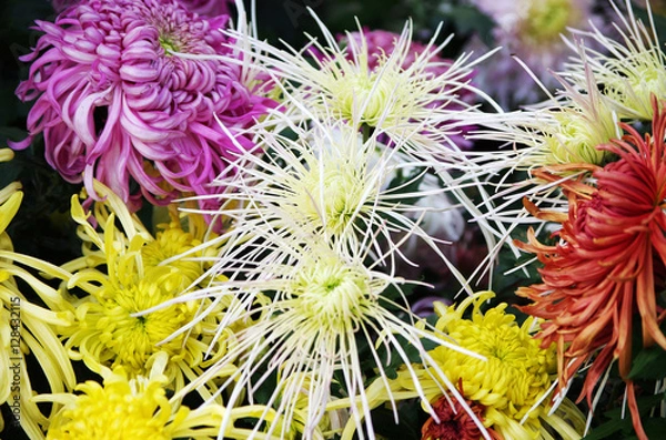 Obraz Bright and beautiful flowers