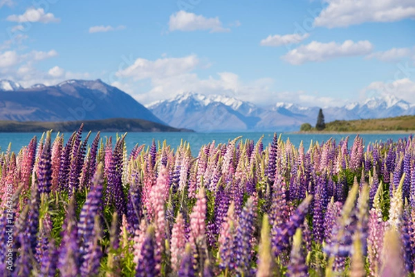 Obraz Piękny kwiat łubinu w Lake Tekapo w Nowej Zelandii