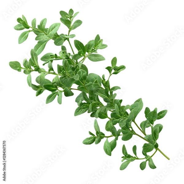 Fototapeta fresh green herb sprig isolated on transparent background. generative ai