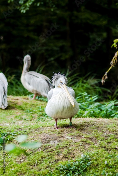 Fototapeta Pelican portrait at the zoo
