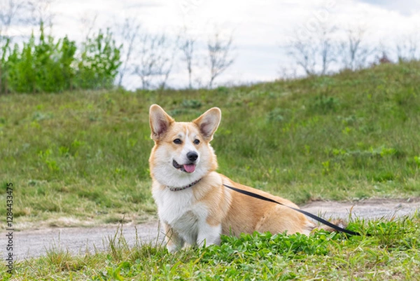 Fototapeta young pembroke corgi