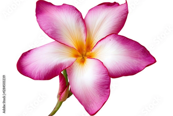 Fototapeta Pink flower, close-up on isolated black for web use