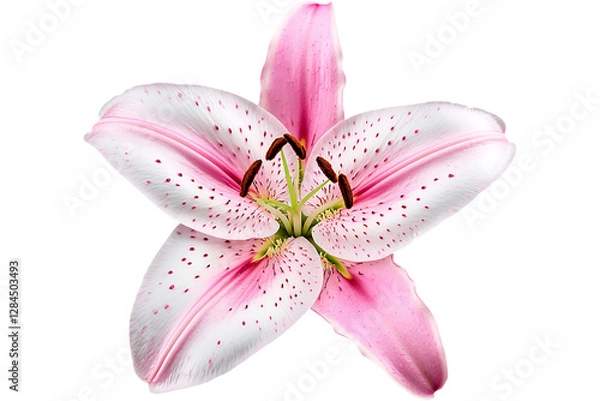 Fototapeta Pink lily blossom closeup isolated on transparent background; design element