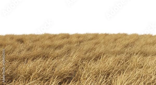 Obraz field of brown grass PNG, dry grass, barren field, seasonal, crispy, parched, landscape