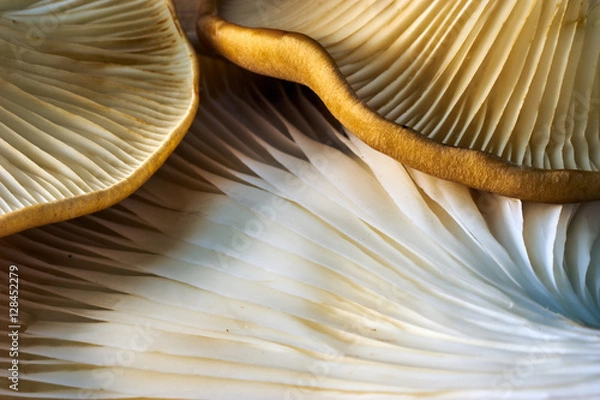 Fototapeta Maitake Mushrooms Cluster