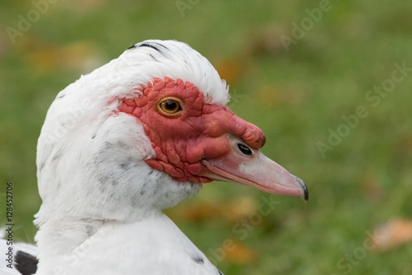 Fototapeta Muscovy duck