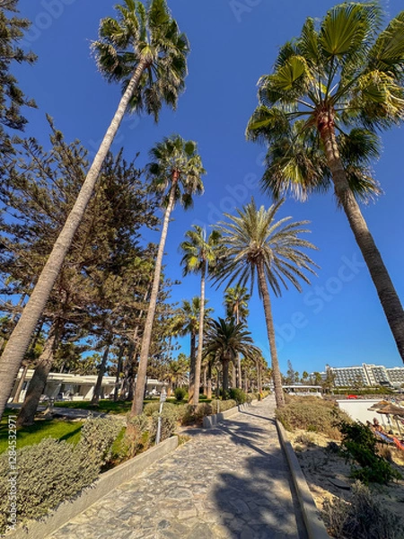 Obraz palm trees on the beach in Cyprus
