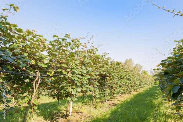 Obraz Kiwi tree
