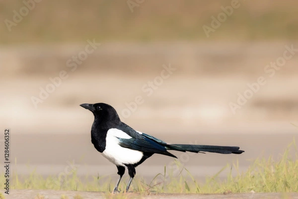 Obraz common magpie