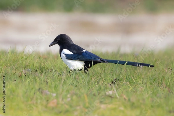Obraz common magpie