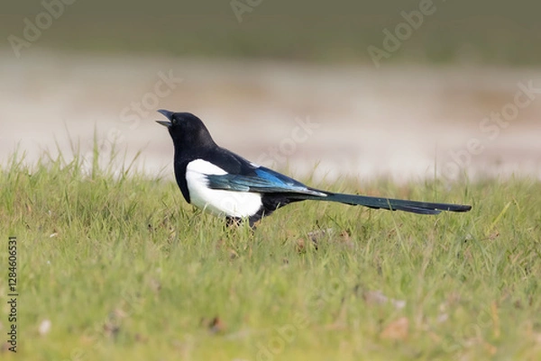 Obraz common magpie