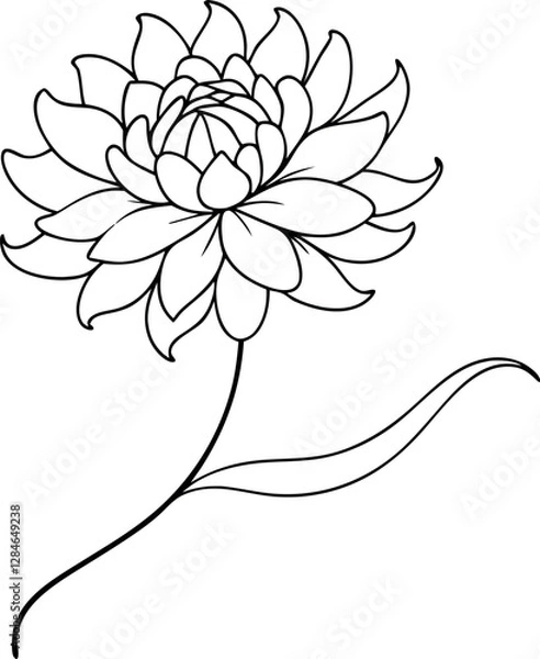 Obraz Chrysanthemum Line Art Illustration. Fine Line Vector Design