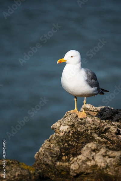 Fototapeta White and grey seagull with a ray of sunlight and blue ocean in the background. 