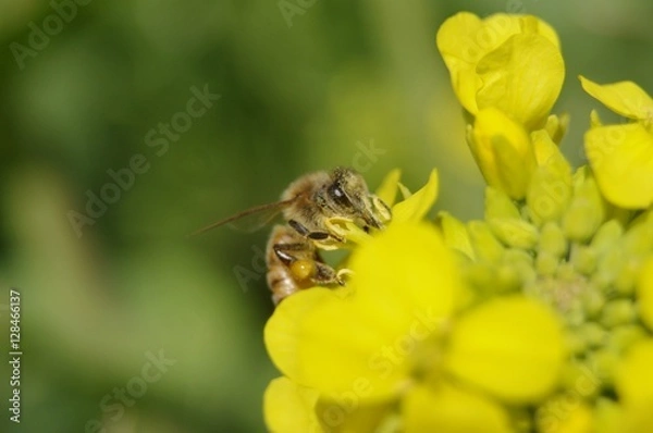 Fototapeta ミツバチ