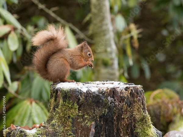 Obraz Red Squirrel