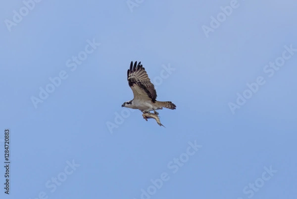 Fototapeta 獲物を掴み飛翔するミサゴ