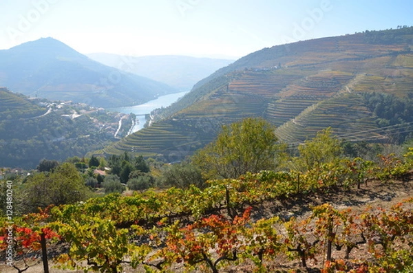 Obraz Vigneto della Valle del Douro