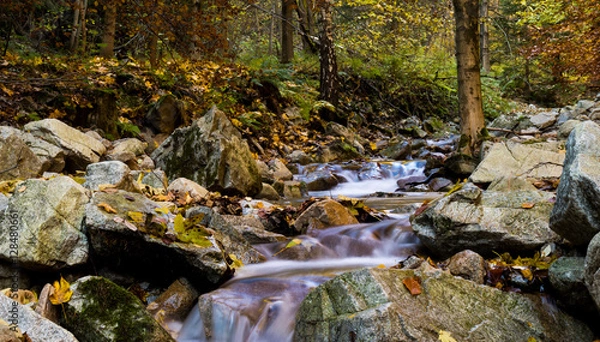 Obraz Fresh forest stream