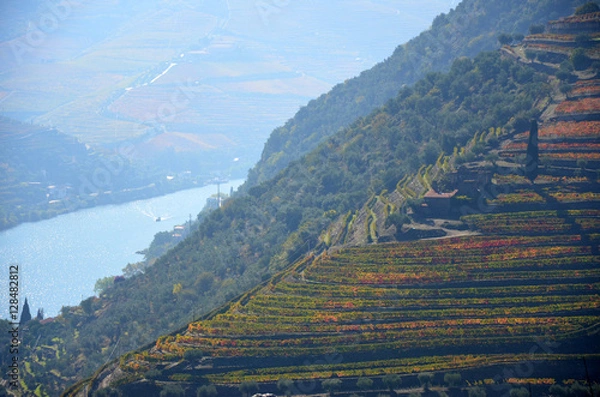 Obraz Vigneto della Valle del Douro