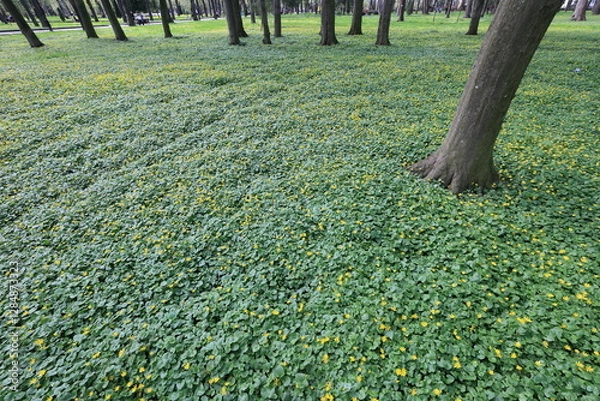 Obraz Green flowerbeds with tiny yellow flowers
