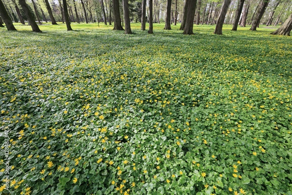 Obraz Green flowerbeds with tiny yellow flowers