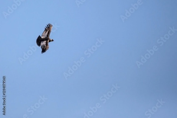 Obraz Condor in flight