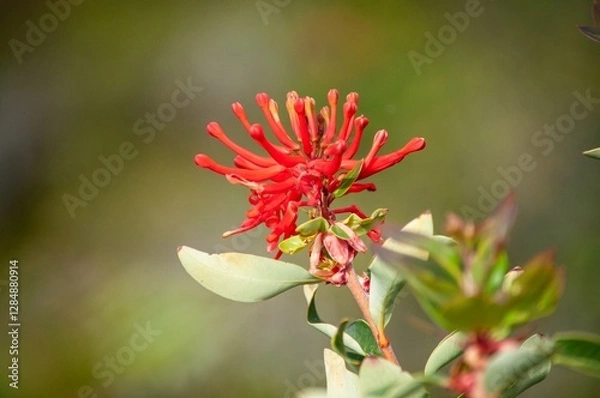 Obraz Fire tree bloom