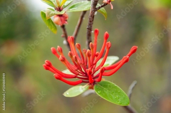 Obraz Patagonian fire tree