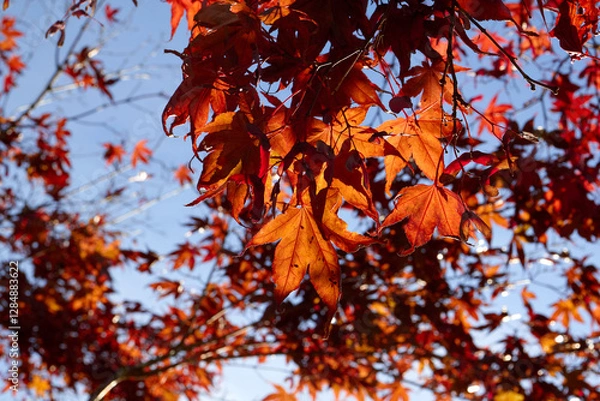 Fototapeta Stems and Red Fall Leaves