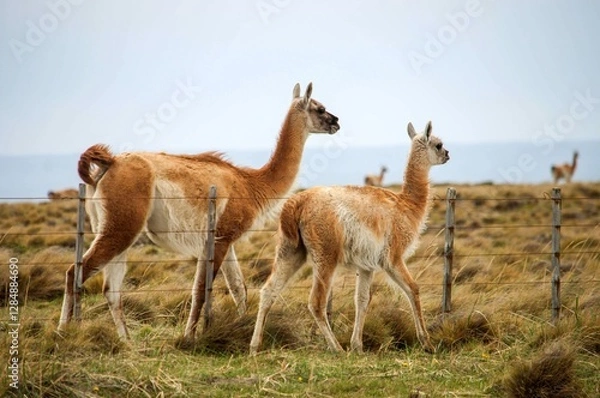 Obraz Guanaco & chulengo