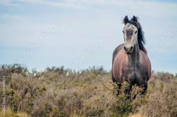 Obraz Wild horse encounter