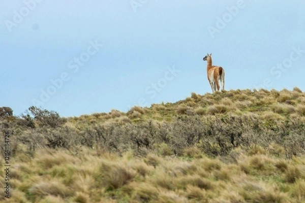 Obraz Contemplating guanaco