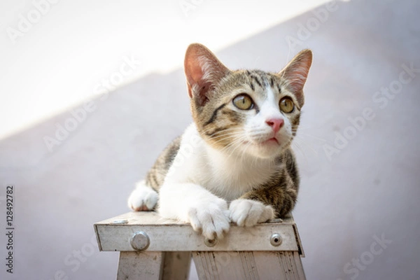 Fototapeta Cat portrait on the ladders