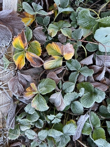 Obraz Close up of beautiful frozen leaves plants twigs with white layer of frost and ice in Norfolk country rural garden soil raised beds in Winter flat lay view day light