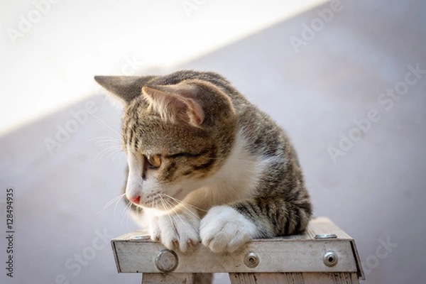 Fototapeta Cat portrait on the ladders