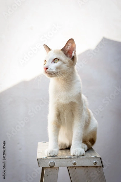 Fototapeta Cat portrait on the ladders