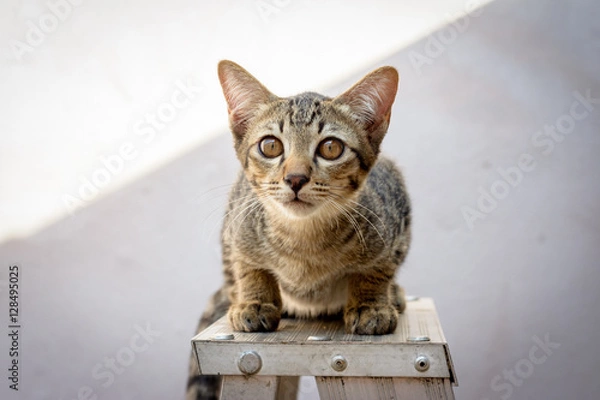 Fototapeta Cat portrait on the ladders