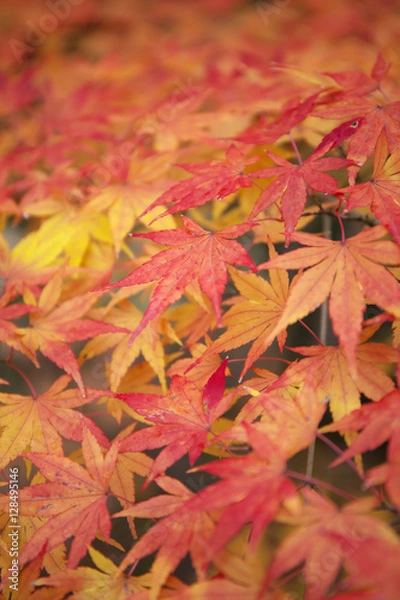 Fototapeta 紅葉