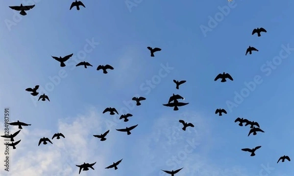 Obraz birds flying freely in the blue sky
