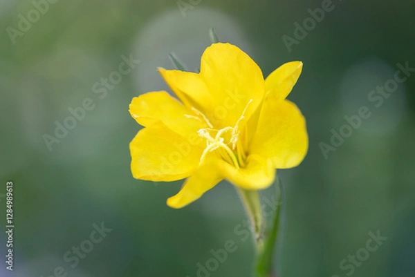 Fototapeta evening primrose