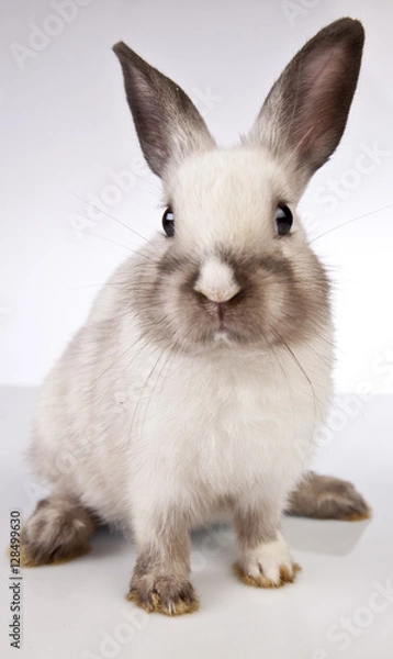 Obraz Easter rabbit