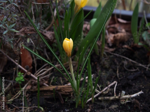Fototapeta A yellow crocus (crocus vernus) sprouting out of a bulb among dry fallen leaves. Concept: spring, new beginnings, fresh start, seasons, awakening, signs of spring, spring bloomers