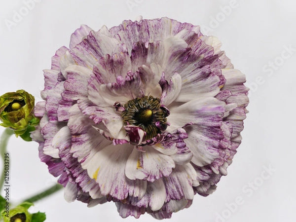 Fototapeta 春の花ラナンキュラス　Ranunculus