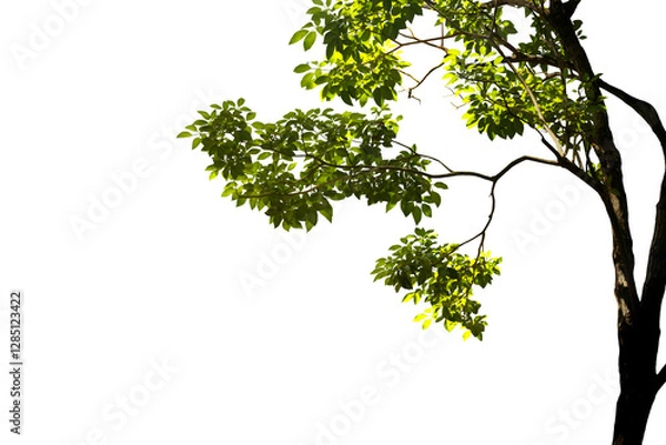 Fototapeta Image of branches with green leaves growing separately from the trunk of a big tree in nature. Separated into a png file with a transparent background.