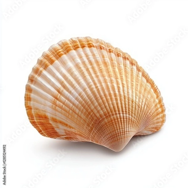 Fototapeta A close-up of a seashell