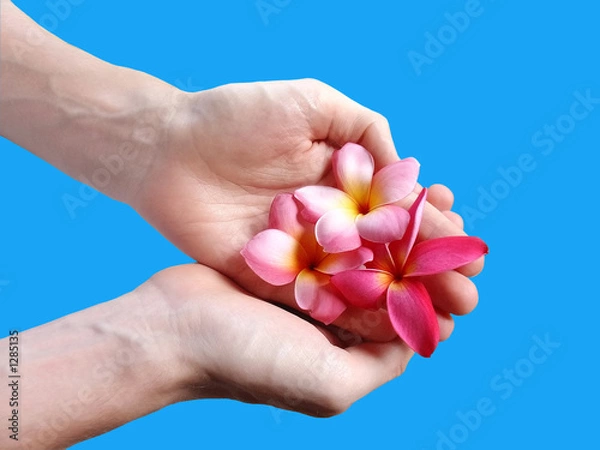 Fototapeta flowers on the palm