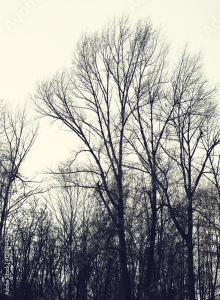 Fototapeta Naked branches of a tree against the background of the gray sky. Silhouettes of autumn naked trees